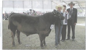 Crystal Bell, Prairie Falls Murray Grey stud, Flinders, Victoria with Wendy and Des Stubbs, Albion Park and Miss Bell's best exhibit and grand champion bull Prairie Falls Kash K6