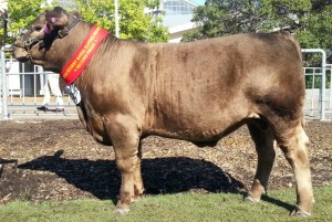 Wedell - steer/carcases at Sydney