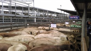 Greenhills EU Steers