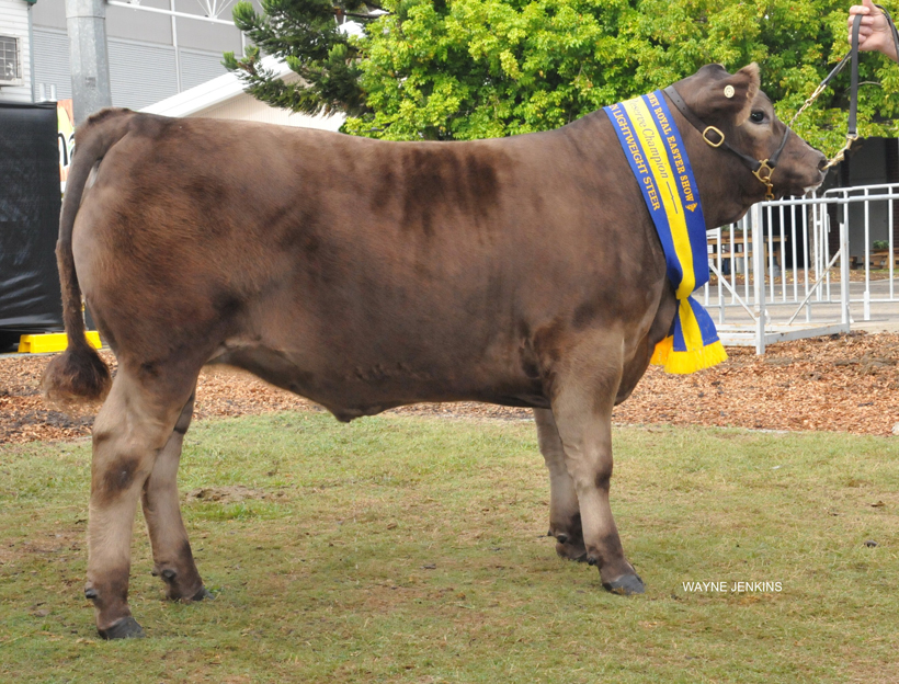 Reserve champion light weight steer at Sydney Royal 2016 with Howard Charles, Nimmitabel, NSW and Annika Whale , Glenliam leading