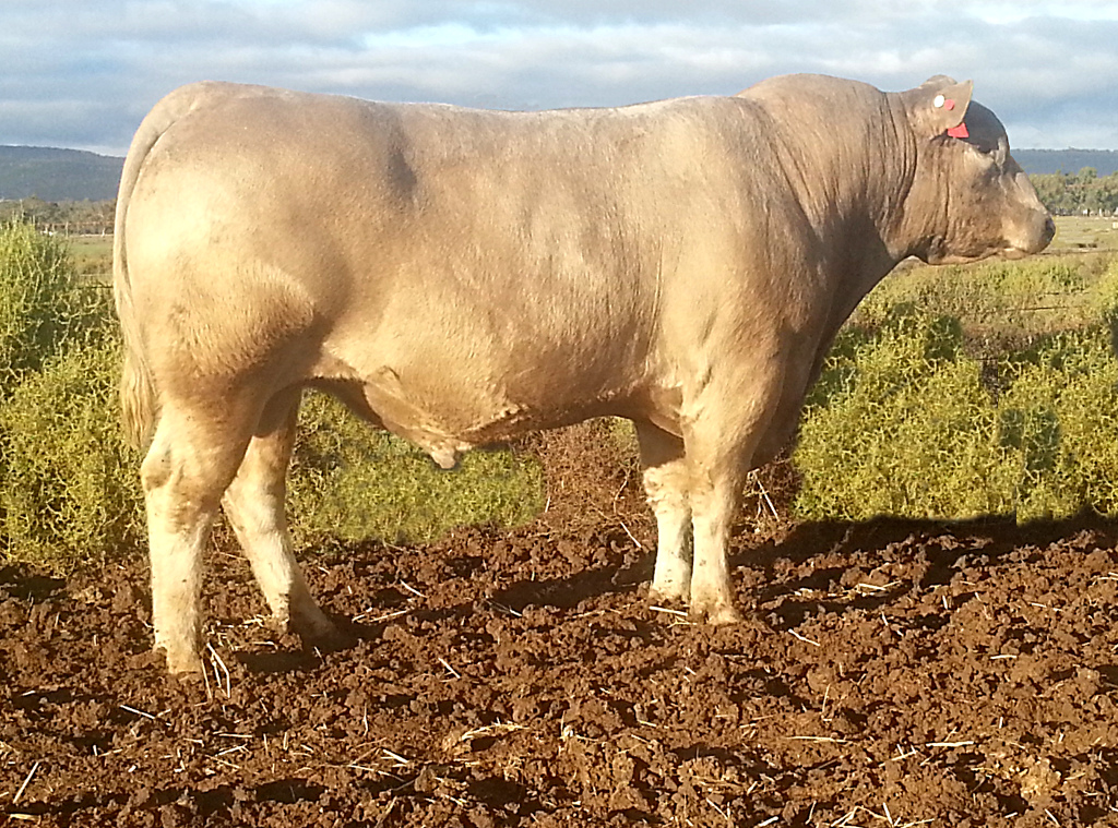 Wallawong Carcase Quality Sale top priced bull $10,000 LOT 2 Wallawong Yippee Ki-Yay LEJ K43