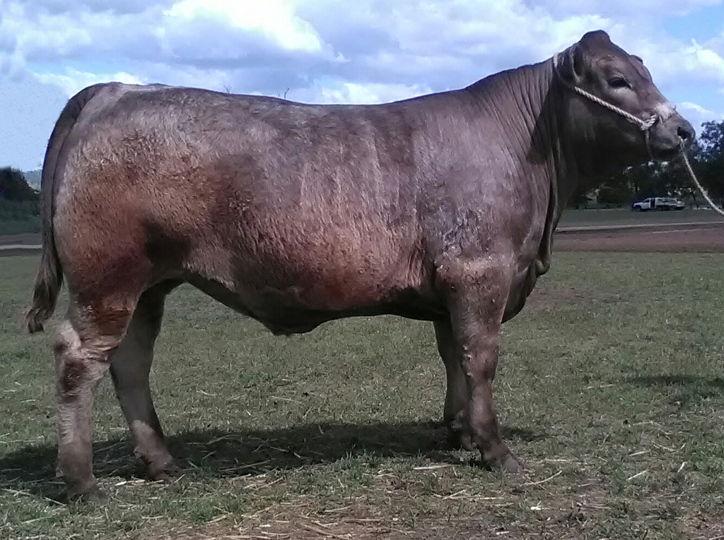 steer-that-produced-91-6pt-class-winning-carcase-exhibited-by-wallawong-murray-greys