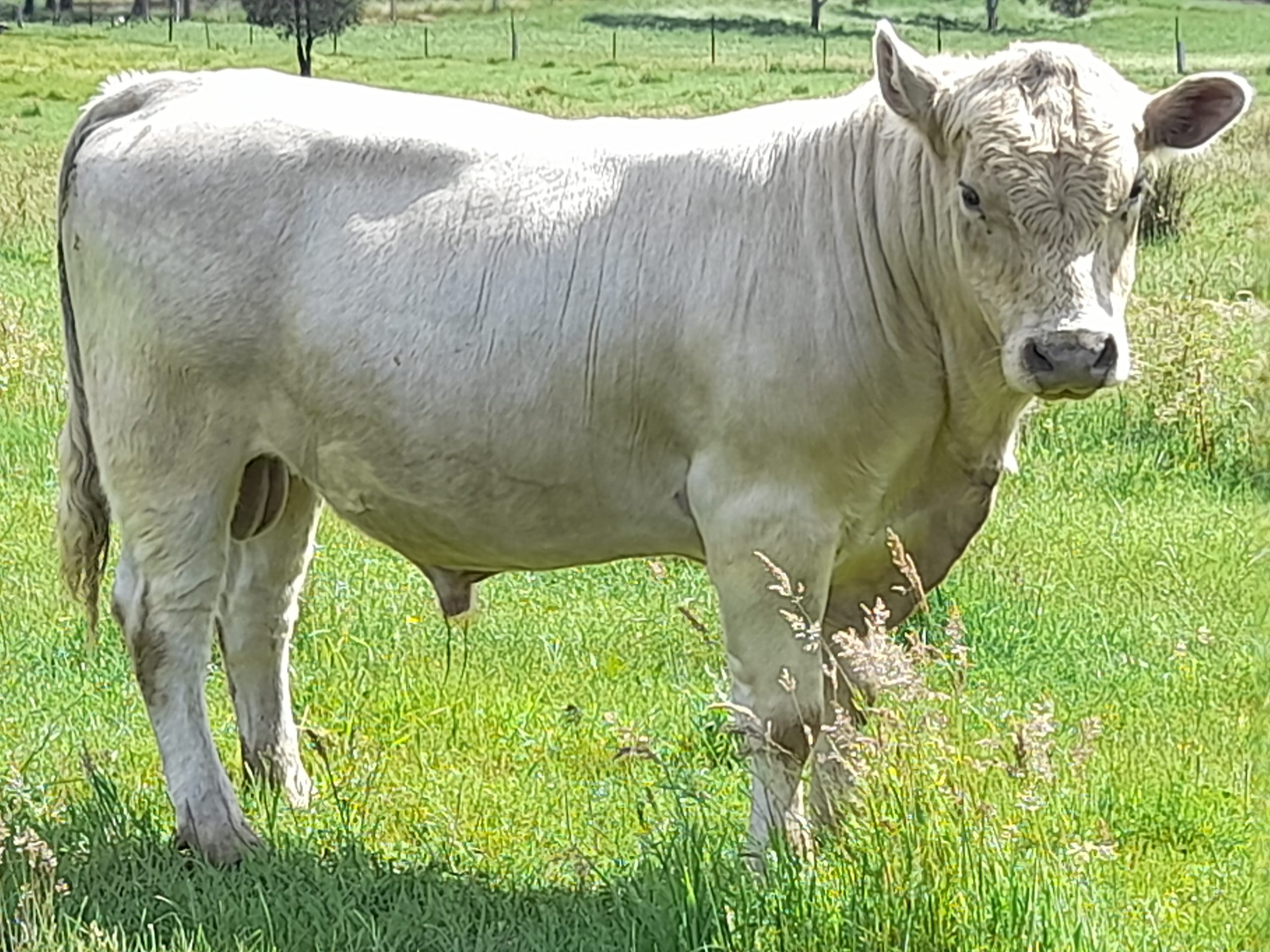 Murray Grey Cattle Australia Bulls worldwide Murray Grey Cattle Australia Bulls worldwide