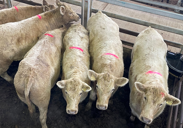 Sa-livestock-market-report