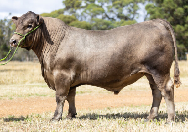 Lot-50-barker-high-utterance
