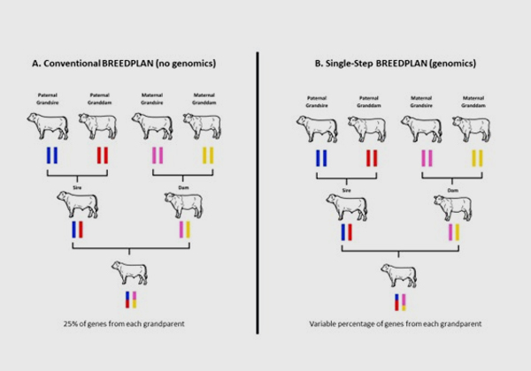 Single-step-breedplan