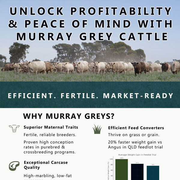 Murray Grey flyer – page 1 (PDF)