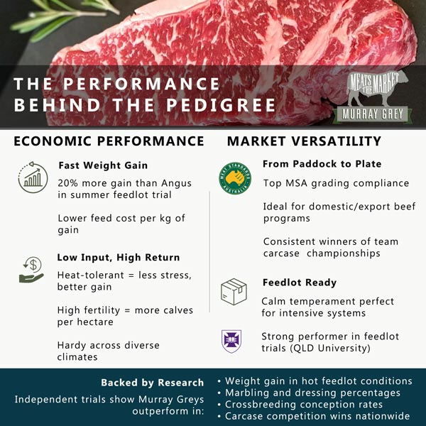 Murray Grey flyer – page 2 (PDF)