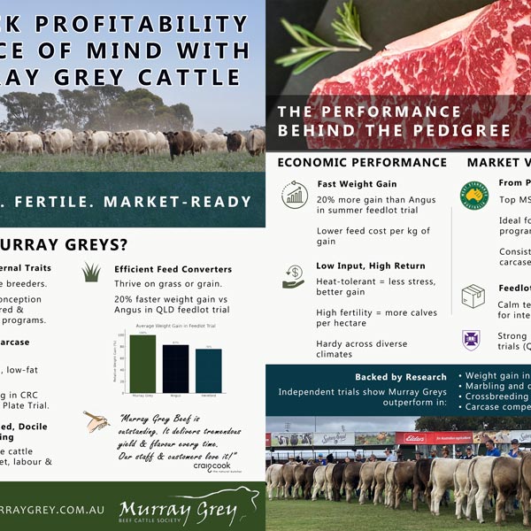 Murray Grey flyer – combined side-by-side (PNG)