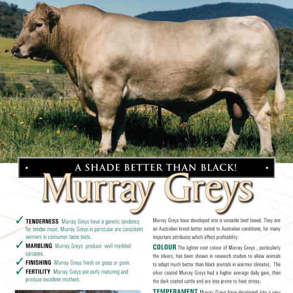 Download Murray Grey flyer – page 1 (PDF)