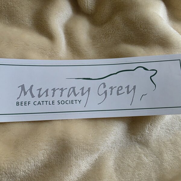 Murray Grey Bumper Sticker