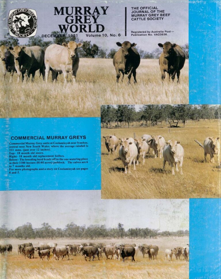 Murray Grey World - Vol 10 No.6 Dec 1981
