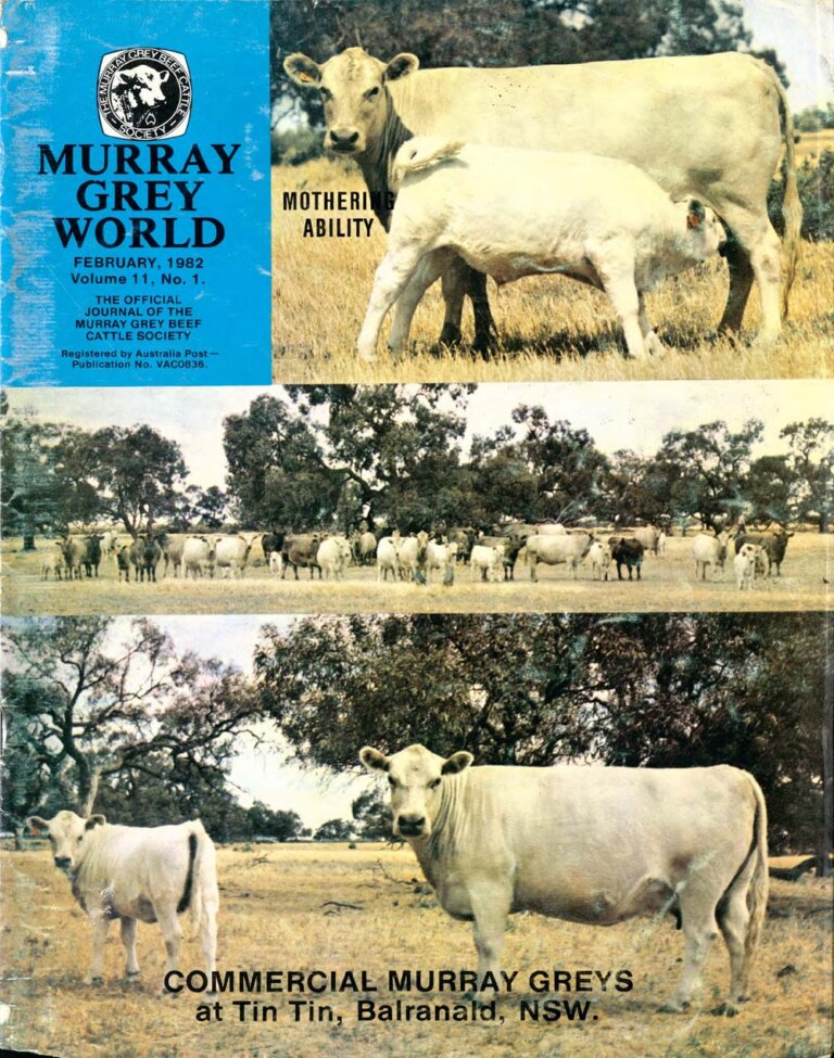 Murray Grey World - Vol 11 No.1 Feb 1982