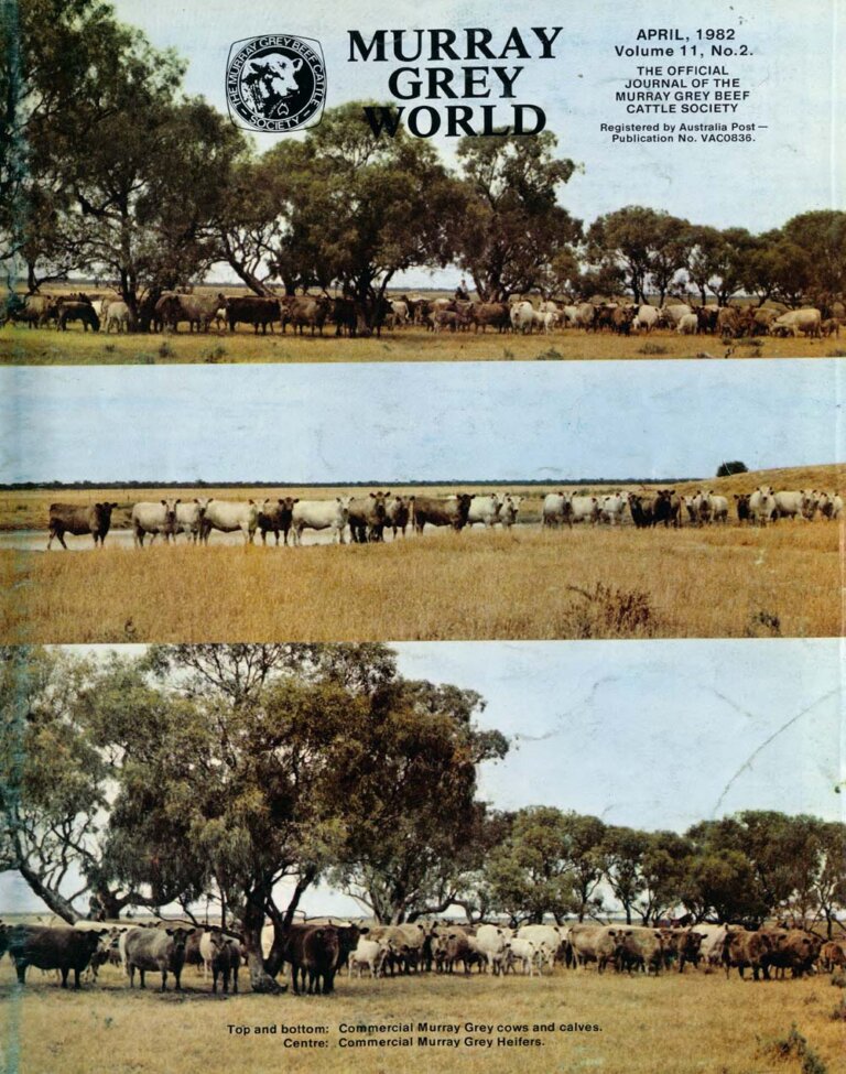 Murray Grey World - Vol 11 No.2 Apr 1982
